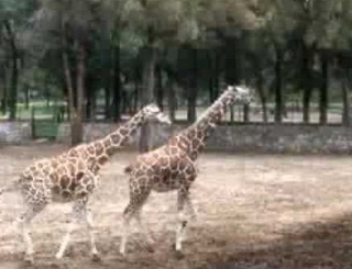 Safari zooleon